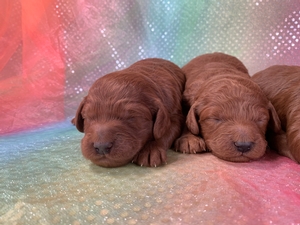 Miniature Bernedoodle Litter Born 2021-11-27 Puppies Available $2500